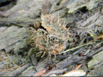 Fruchtkapsel im Wald