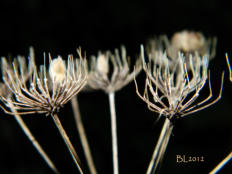 Bl�tenrelikte